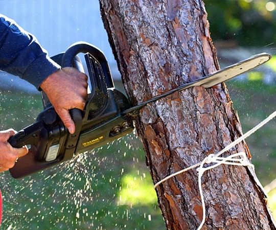 Спил деревьев в Воронеже и  Воронежской области